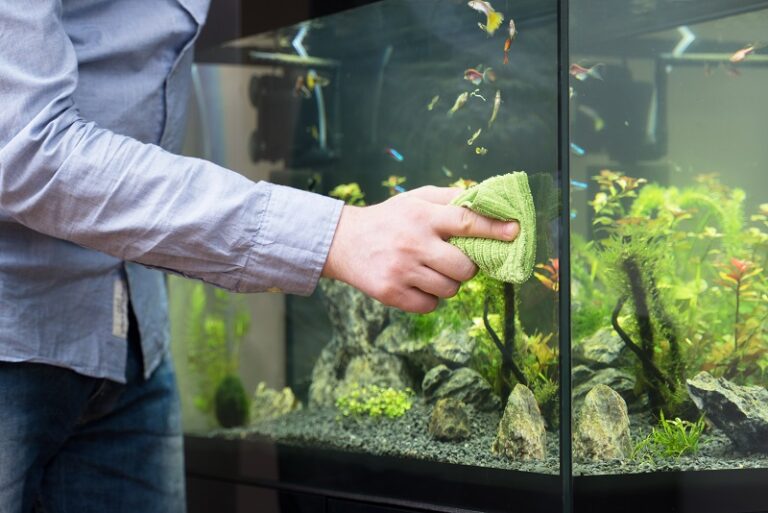 How To Clean Fake Plants In A Fish Tank